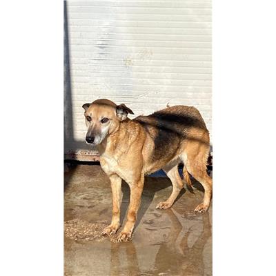 MONDRAGONE - CANE - Microchip 380260100214045